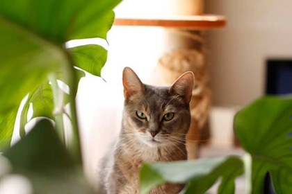 元社長・猫ジョユウ 空（くう）、12歳になりました！