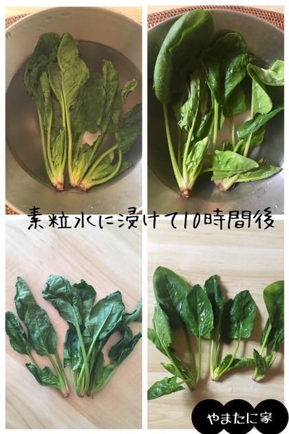 しなしな野菜もこの通り！〜素粒水の浸透力スゴイ！