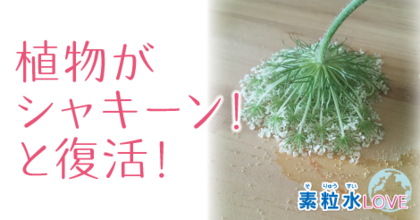 植物がシャキーン！と復活！