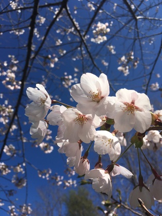 北海道は桜の季節